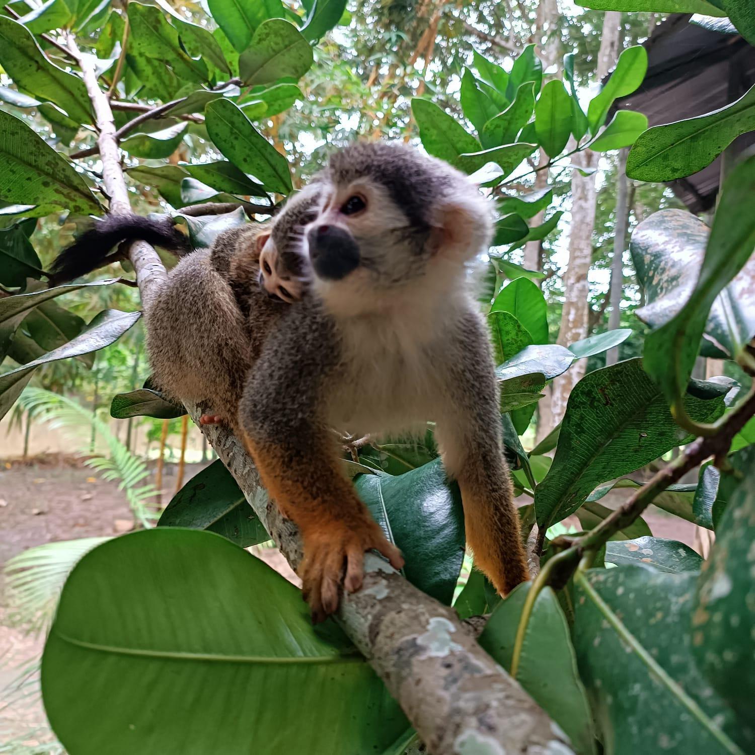 Hotel Alto Amazonas Летисия Экстерьер фото
